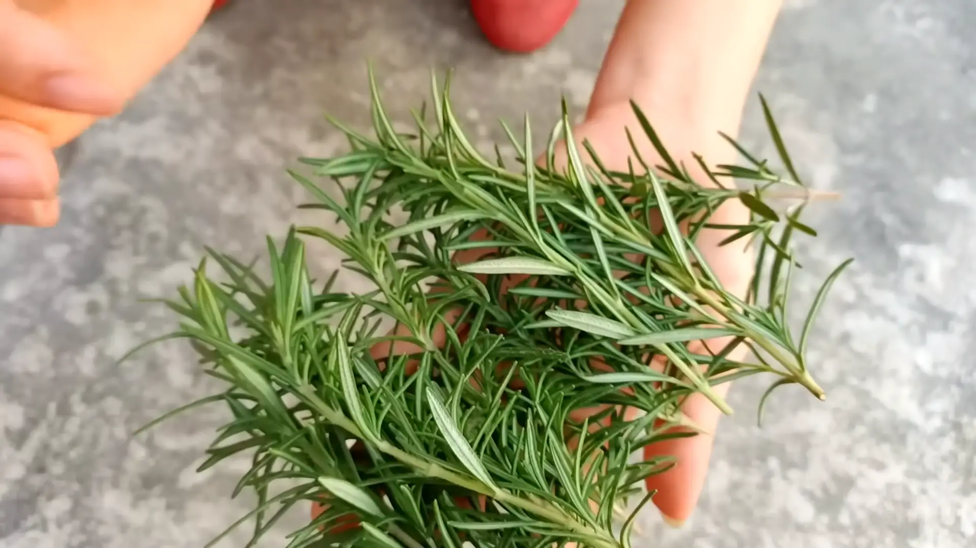 Step-by-Step Guide to Growing Rosemary from Cuttings