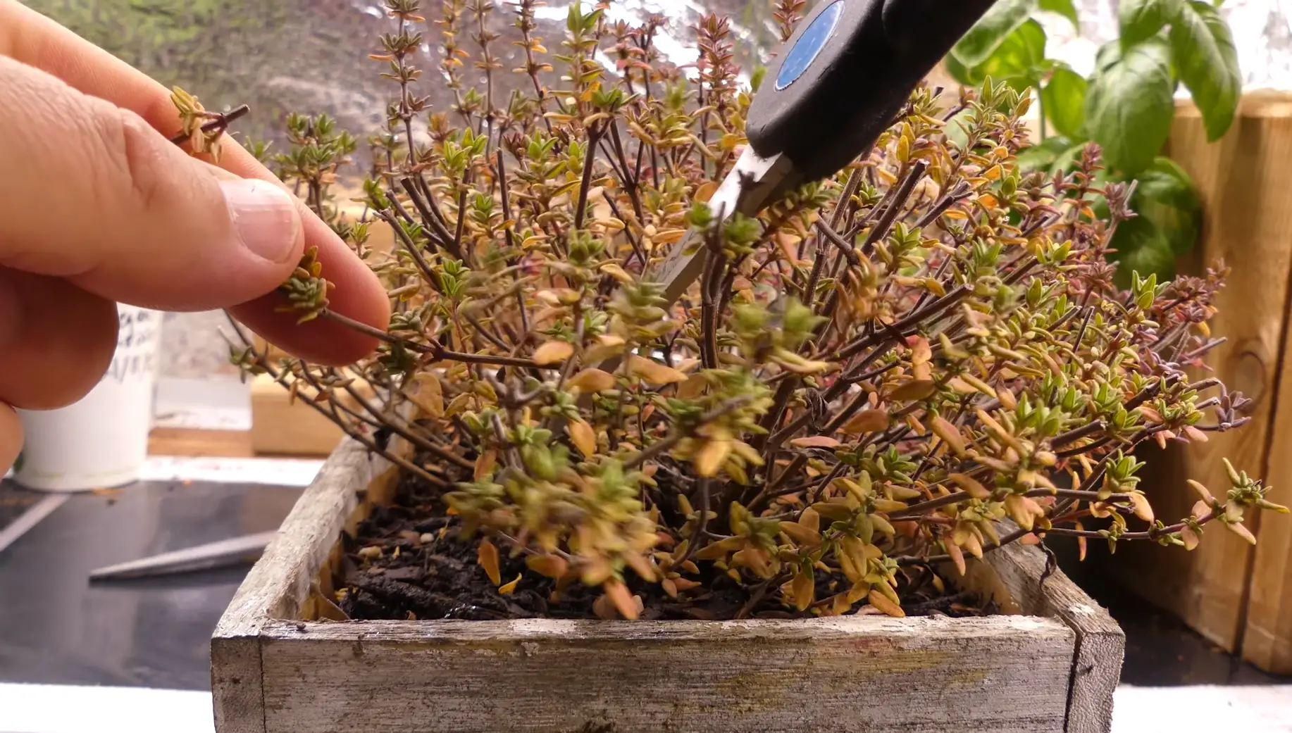 Step-by-Step Guide to Growing Thyme from Cuttings