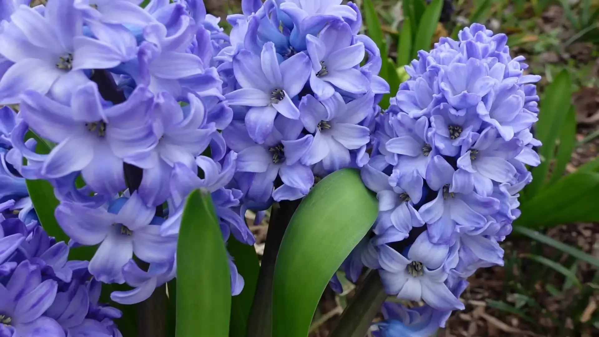 Steps to Successfully Hyacinth Outside