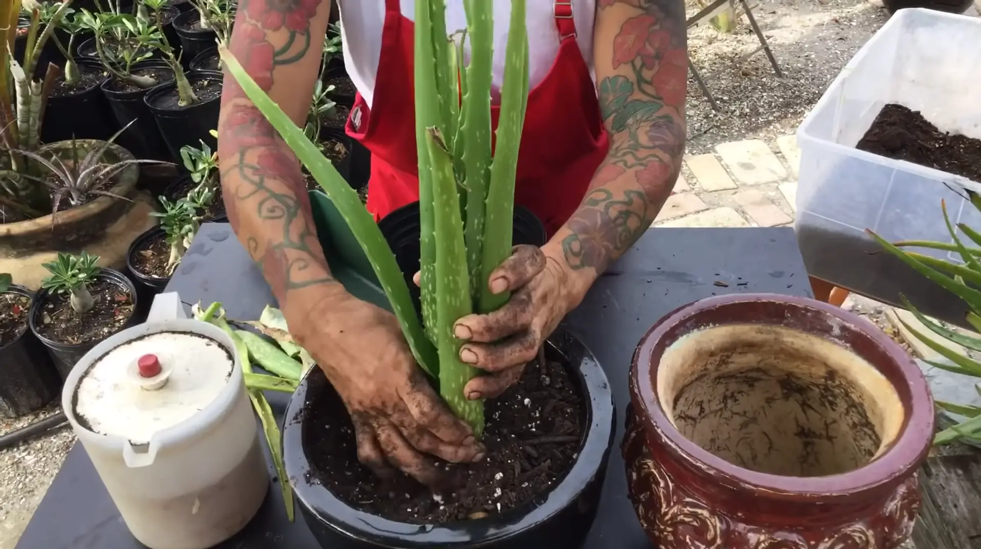 Steps to Successfully Plant Aloe Vera Outside