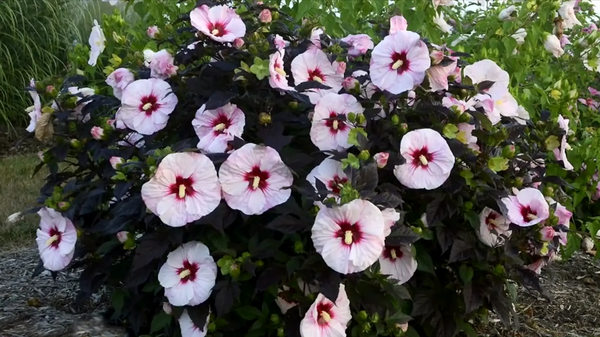 Steps to Successfully Plant Hibiscus Braided Tree Outside