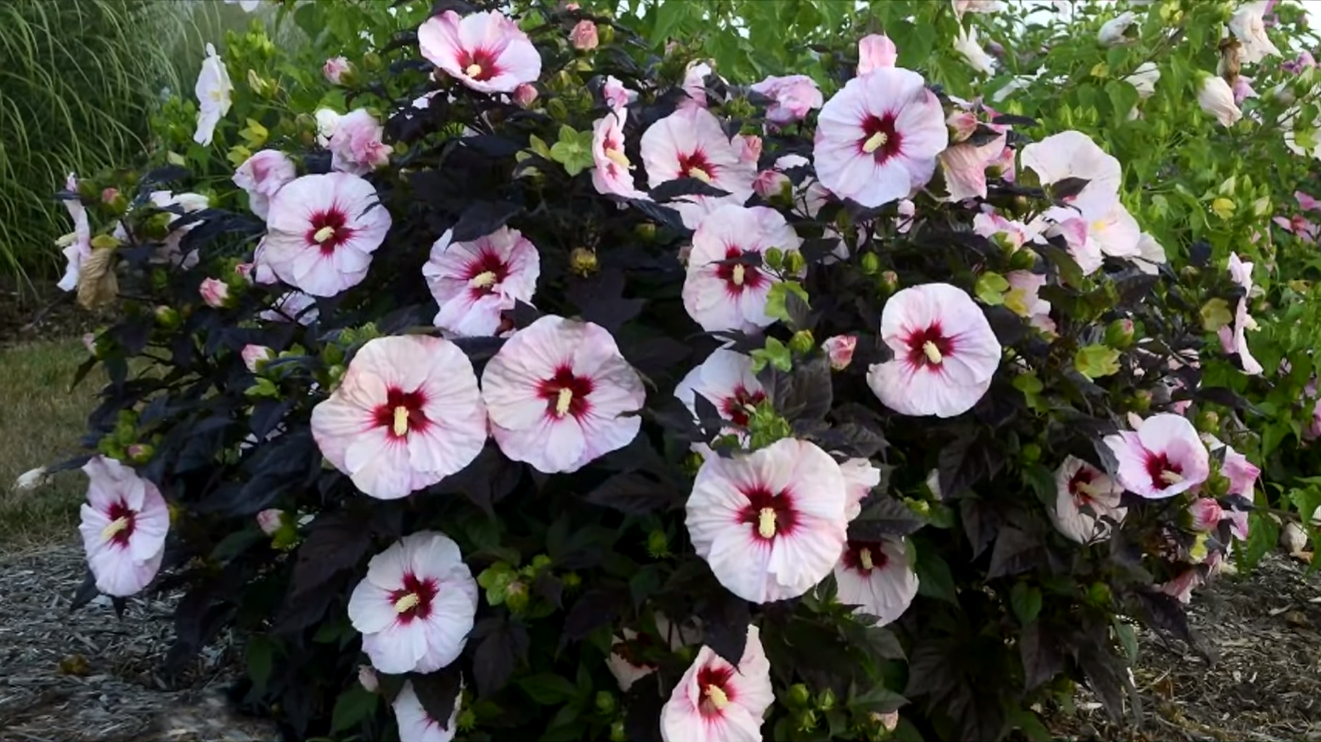 Steps to Successfully Plant Hibiscus Braided Tree Outside