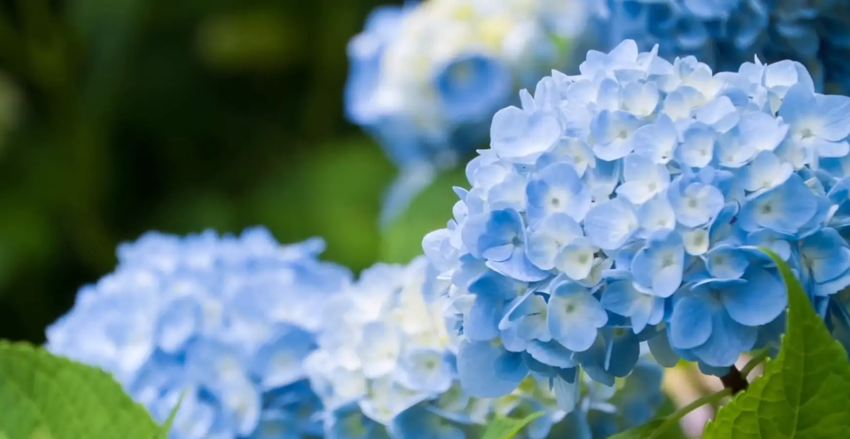 Steps to Successfully Plant Hydrangeas Outside