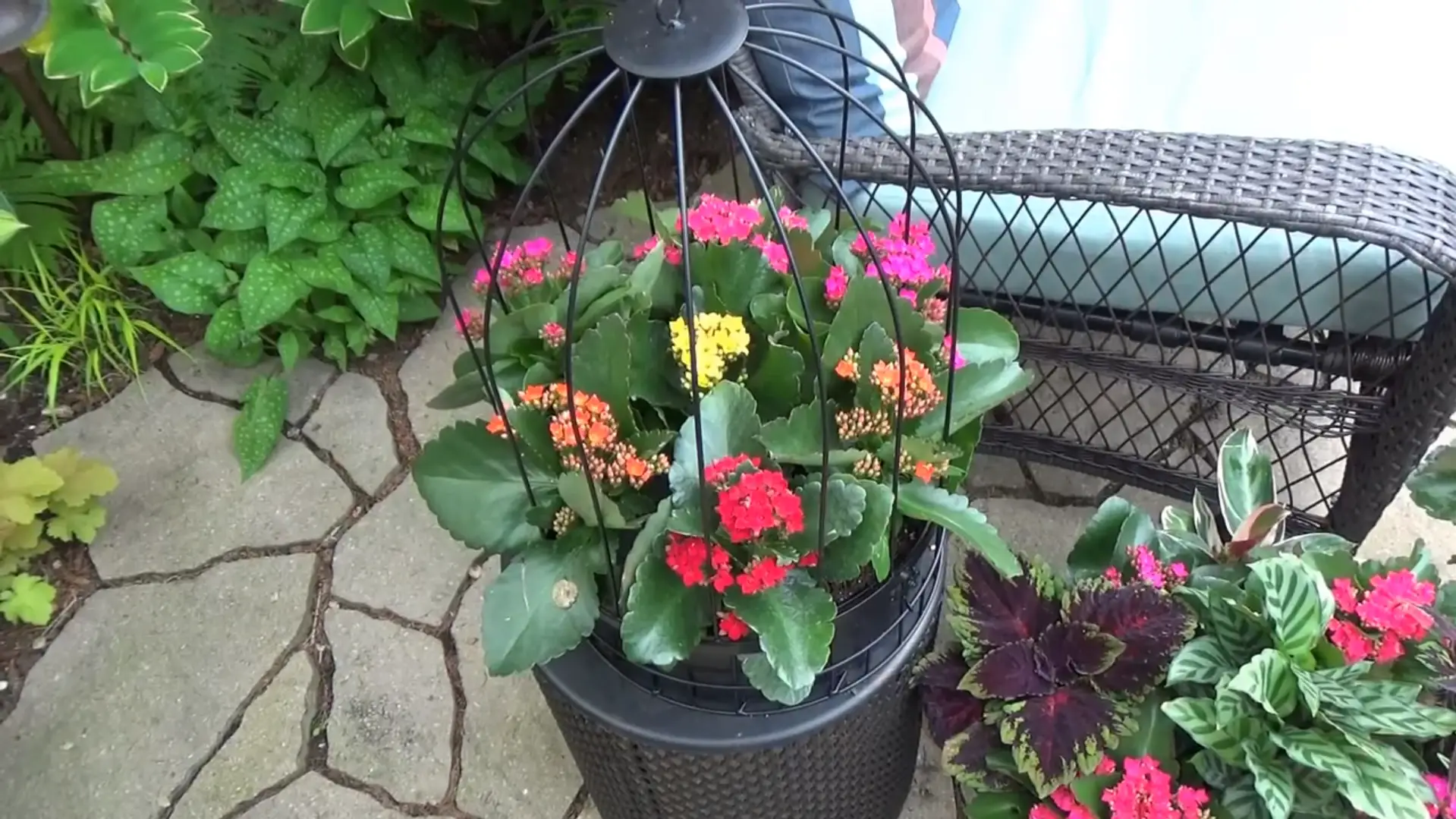 Steps to Successfully Plant Kalanchoe Outside