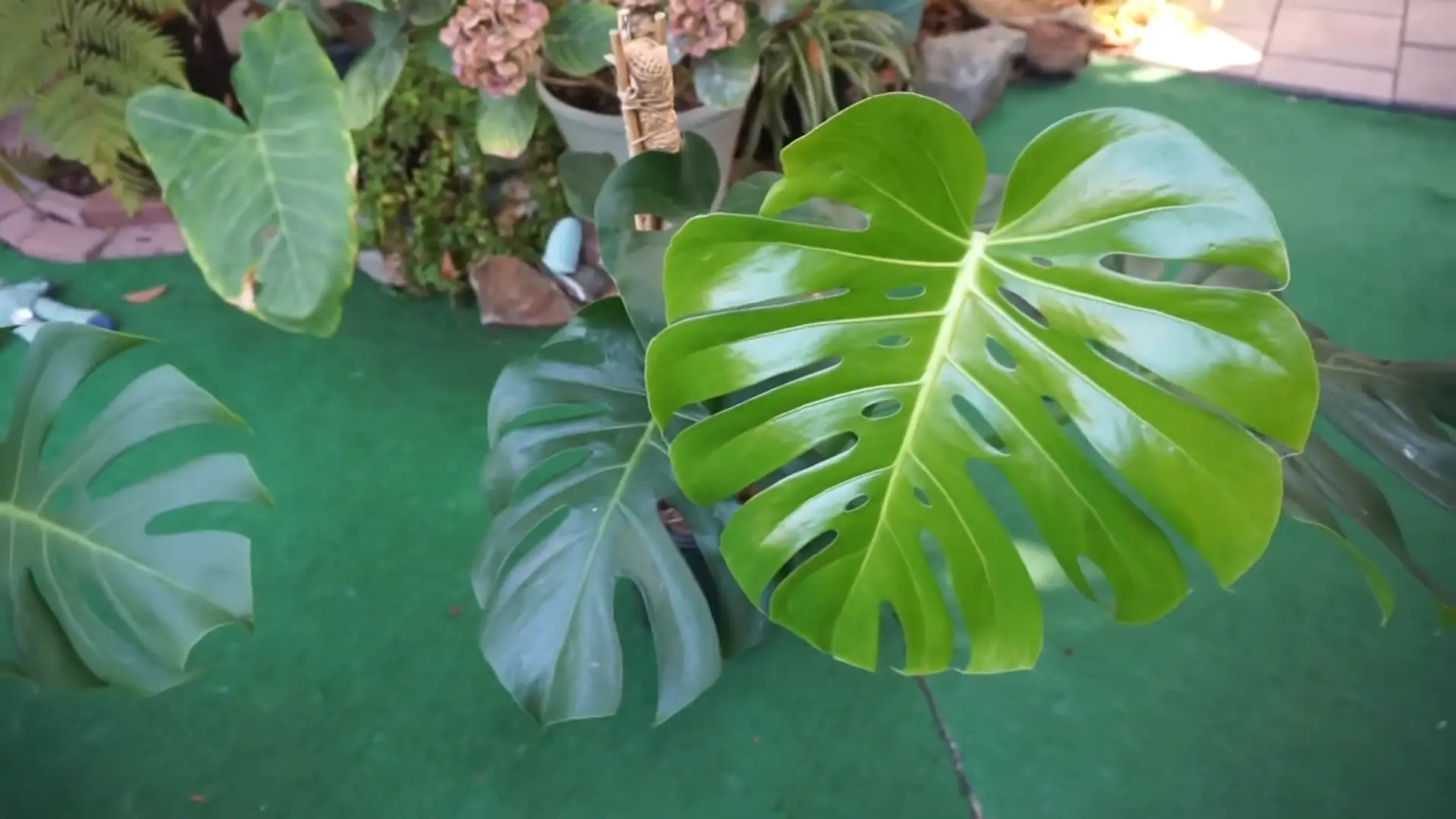 Steps to Successfully Plant Monstera Outside