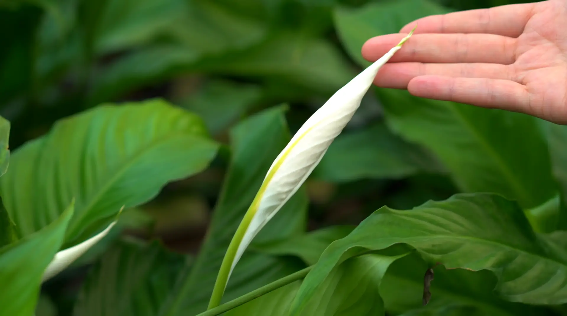 Steps to Successfully Plant Peace Lilies Outside