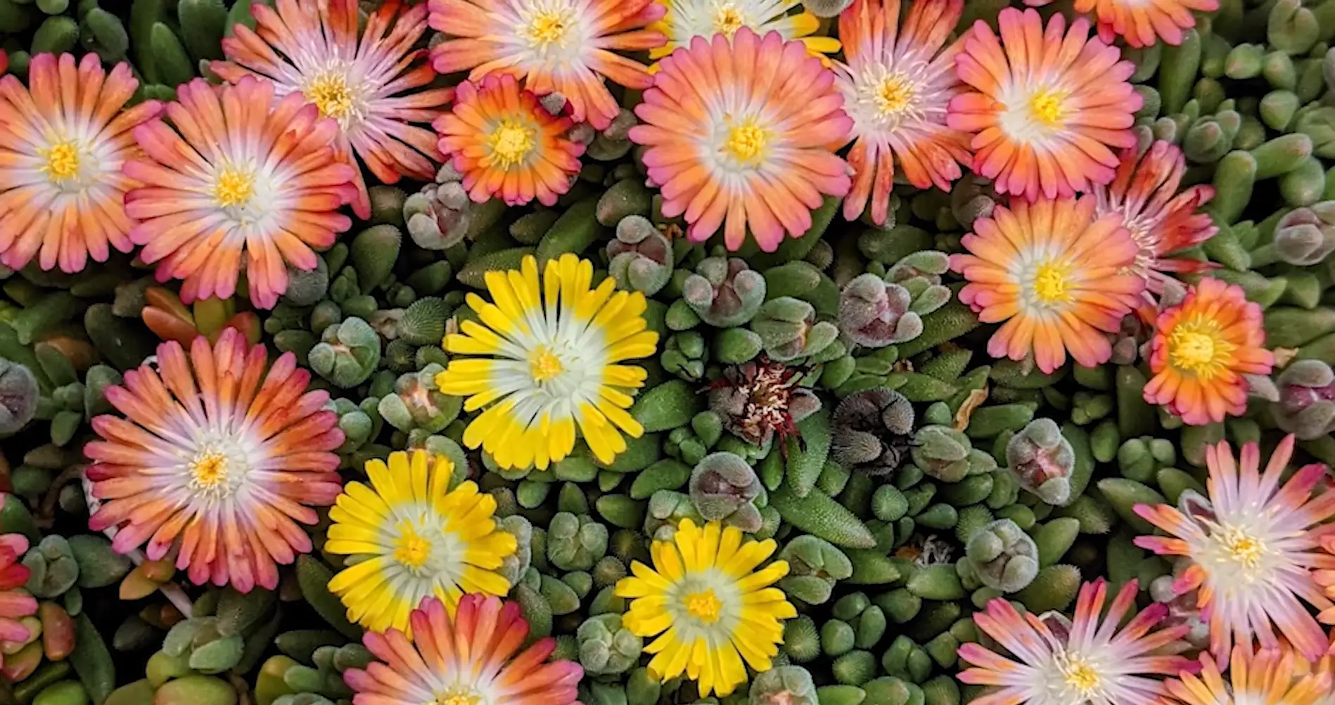 Steps to Successfully Plant Succulents Outside