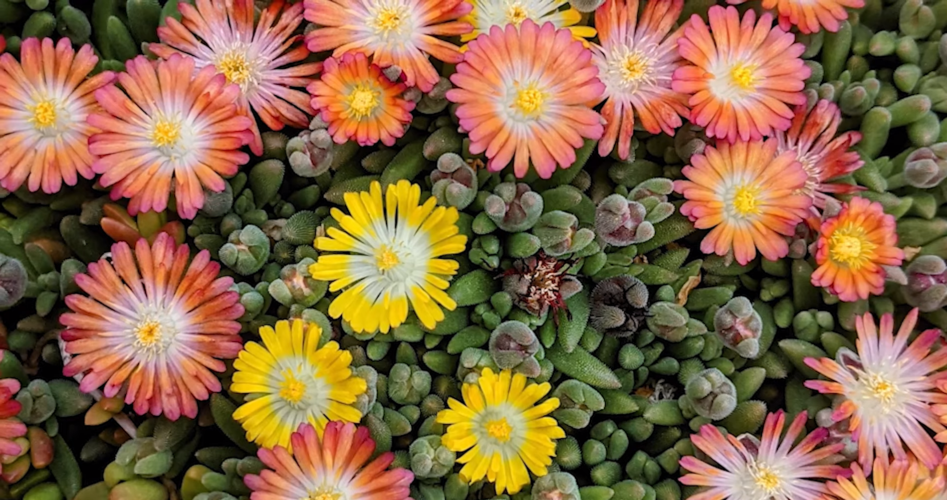 Steps to Successfully Plant Succulents Outside