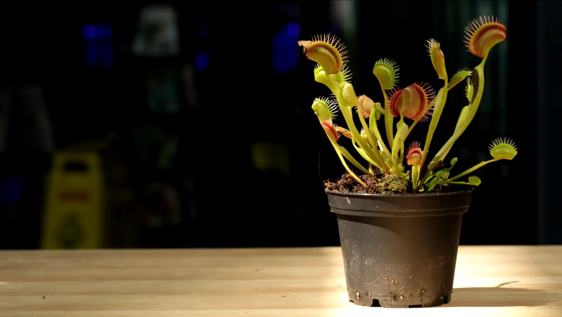 Steps to Successfully Plant Venus Fly Traps Outside