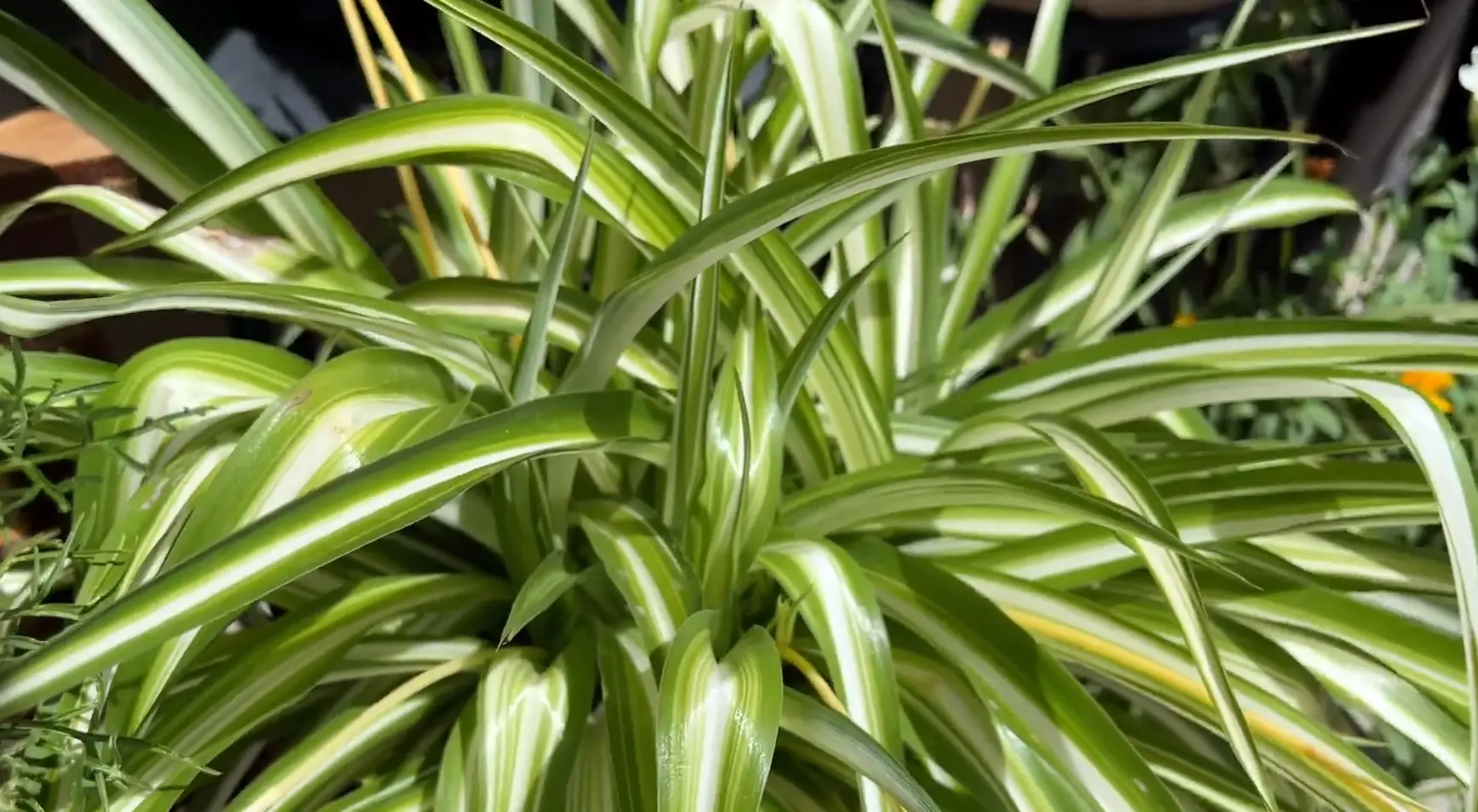 Steps to Successfully Plant Spider Plants Outside