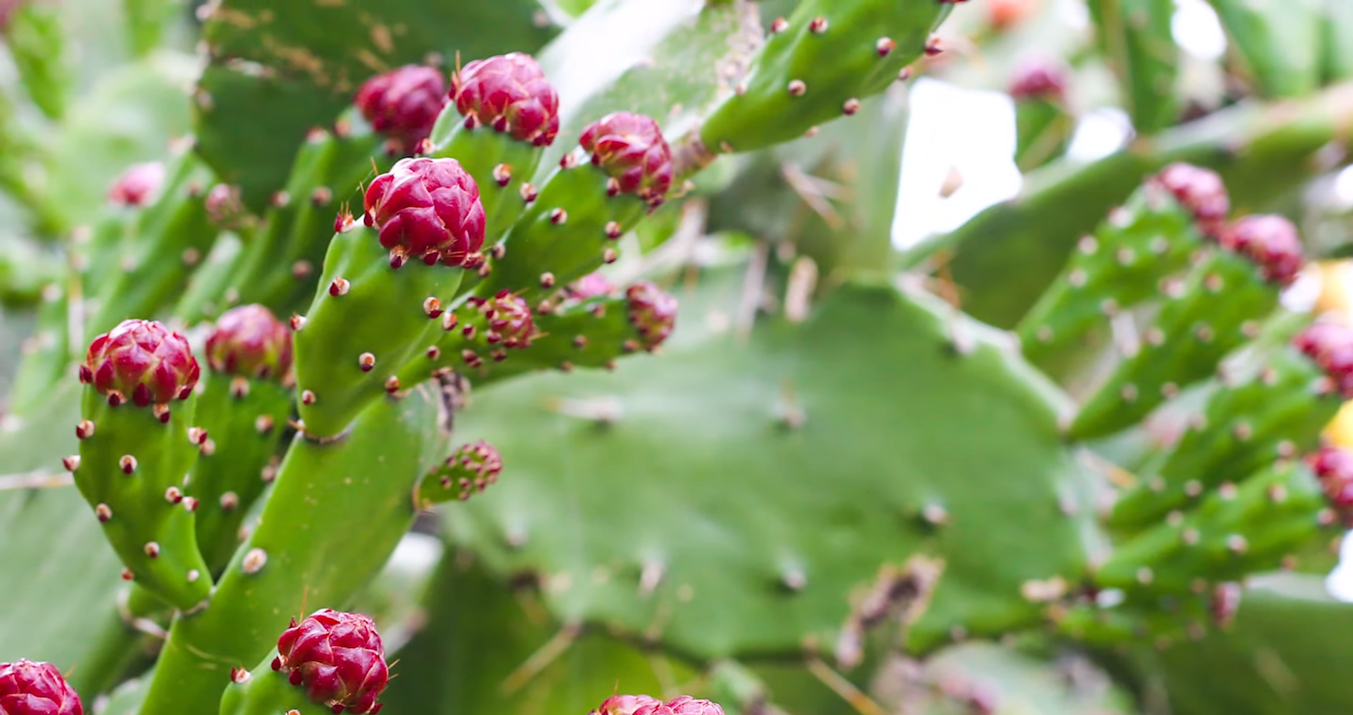 Succulent Plants