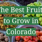The Best Fruits to Grow in Colorado