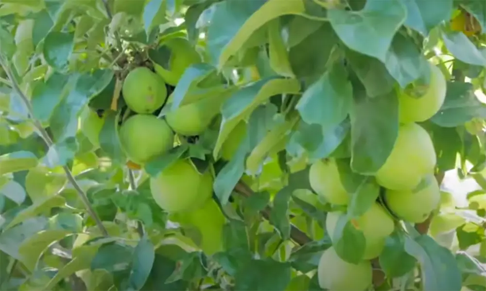 Can Fruit Trees Grow in Colorado?