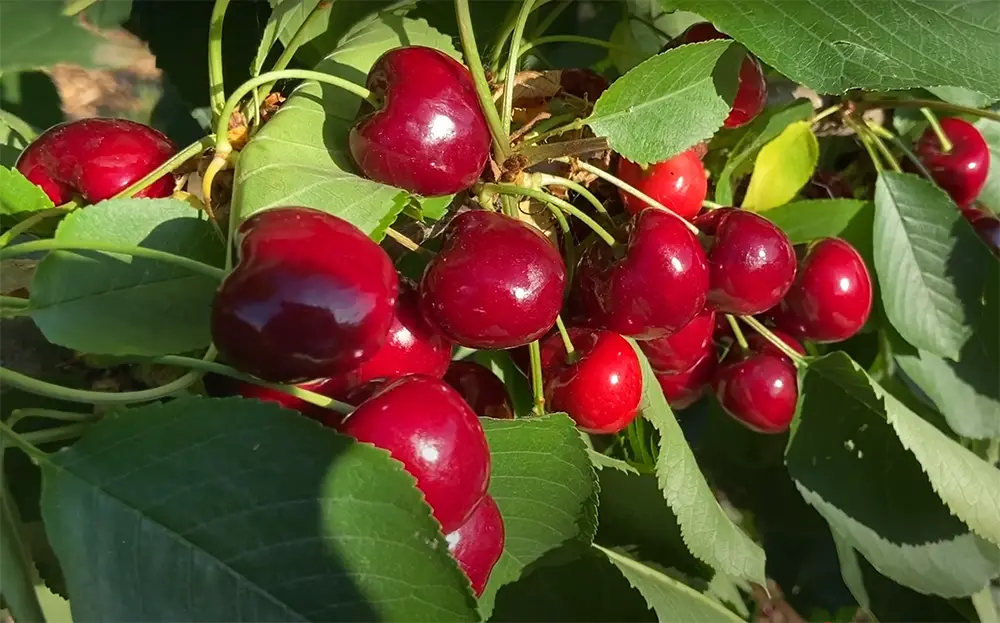 Bing Sweet Cherry (Prunus avium 'Bing')