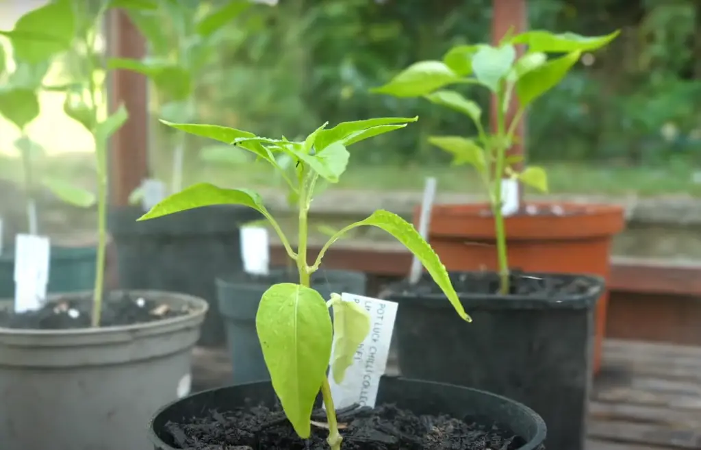 Is It Suitable to Grow Hot Peppers at Home?
