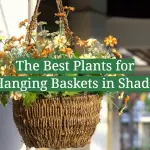 The Best Plants for Hanging Baskets in Shade