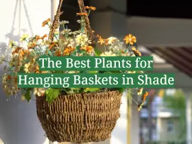 The Best Plants for Hanging Baskets in Shade
