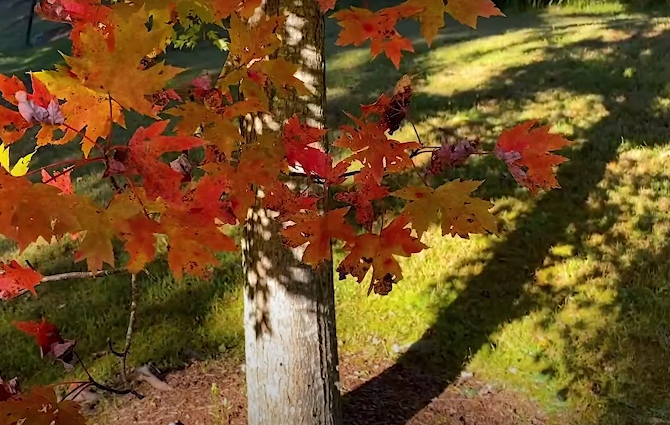 The Best Small Trees With Non Invasive Roots GardenProfy