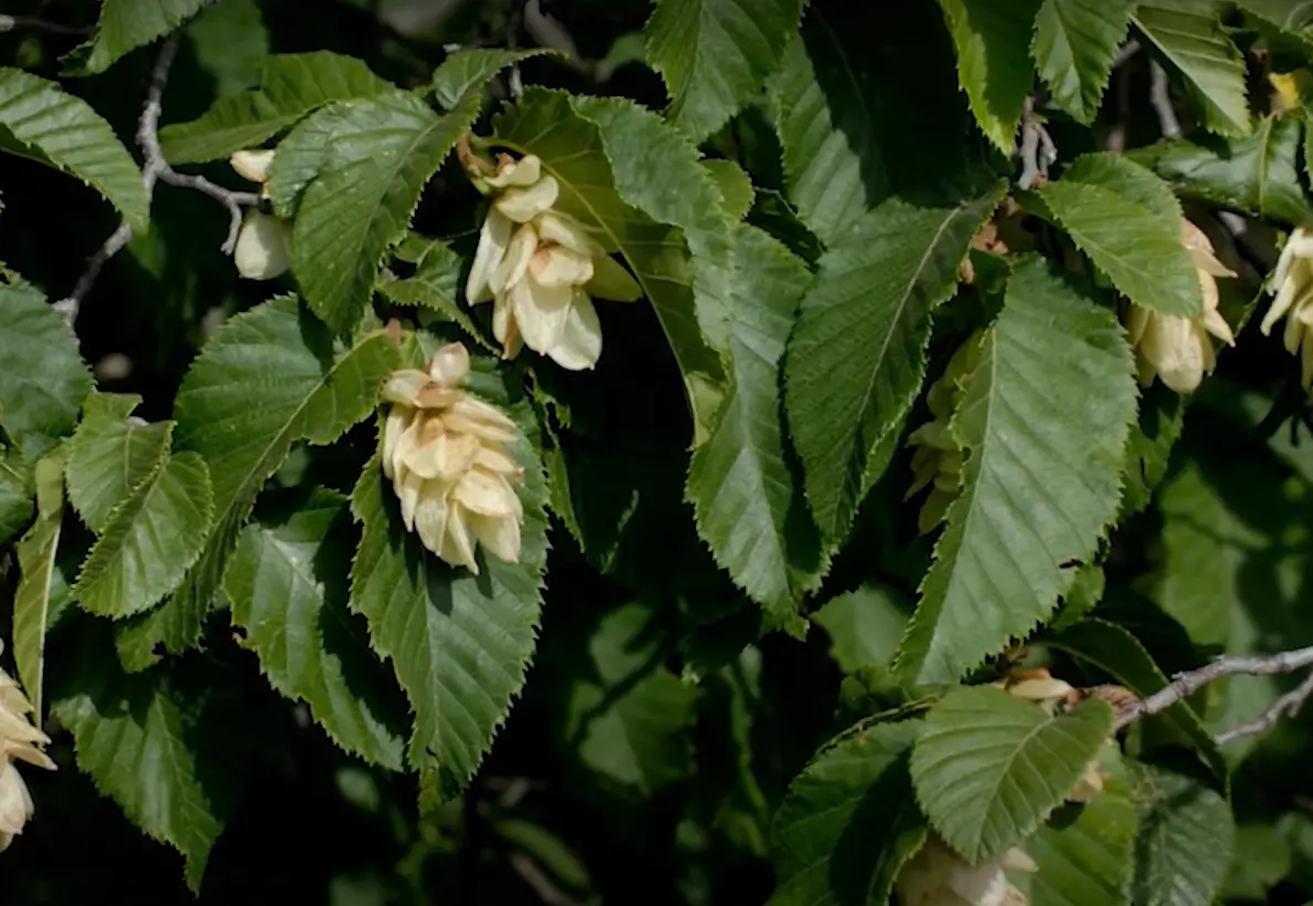 The Best Small Trees With Non Invasive Roots - GardenProfy