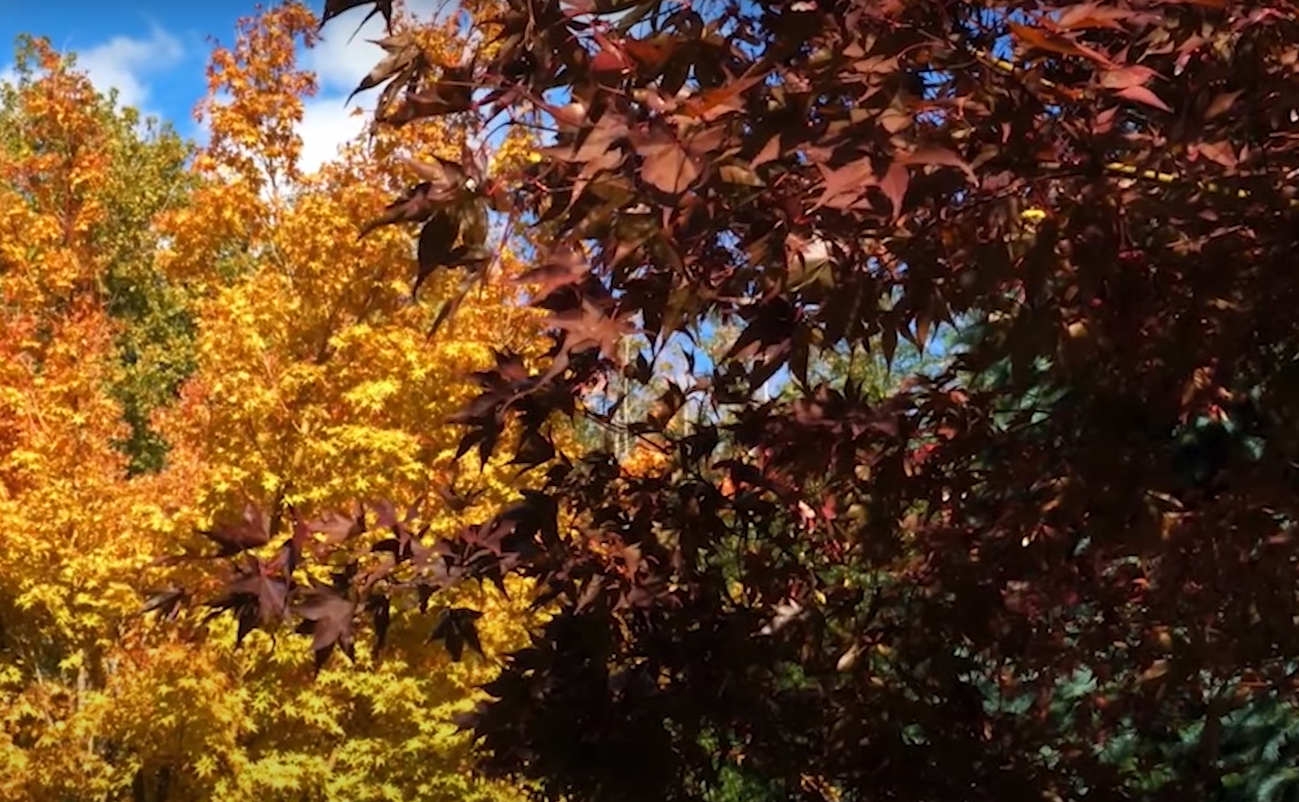 The Best Small Trees With Non Invasive Roots GardenProfy