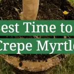 The Best Time to Plant Crepe Myrtle
