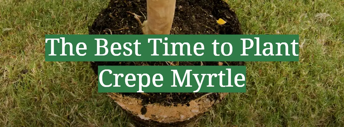 The Best Time to Plant Crepe Myrtle