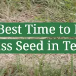 The Best Time to Plant Grass Seed in Texas