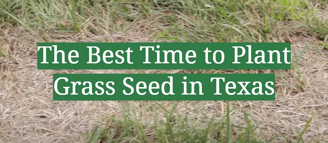 The Best Time to Plant Grass Seed in Texas