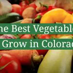 The Best Vegetables to Grow in Colorado