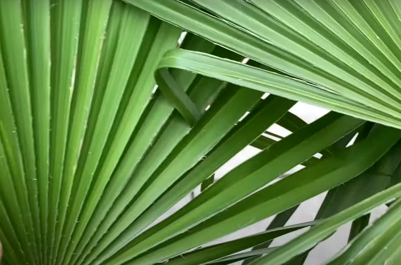 The Most Expensive Palm Trees GardenProfy