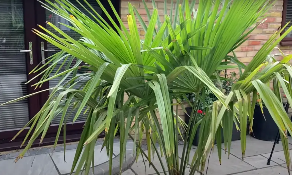 What is the Specialty of Growing Palm Trees?