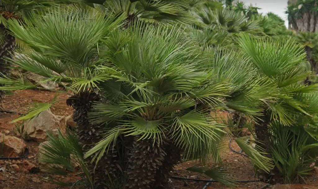 Phoenix Canariensis – Canary Island Date Palm
