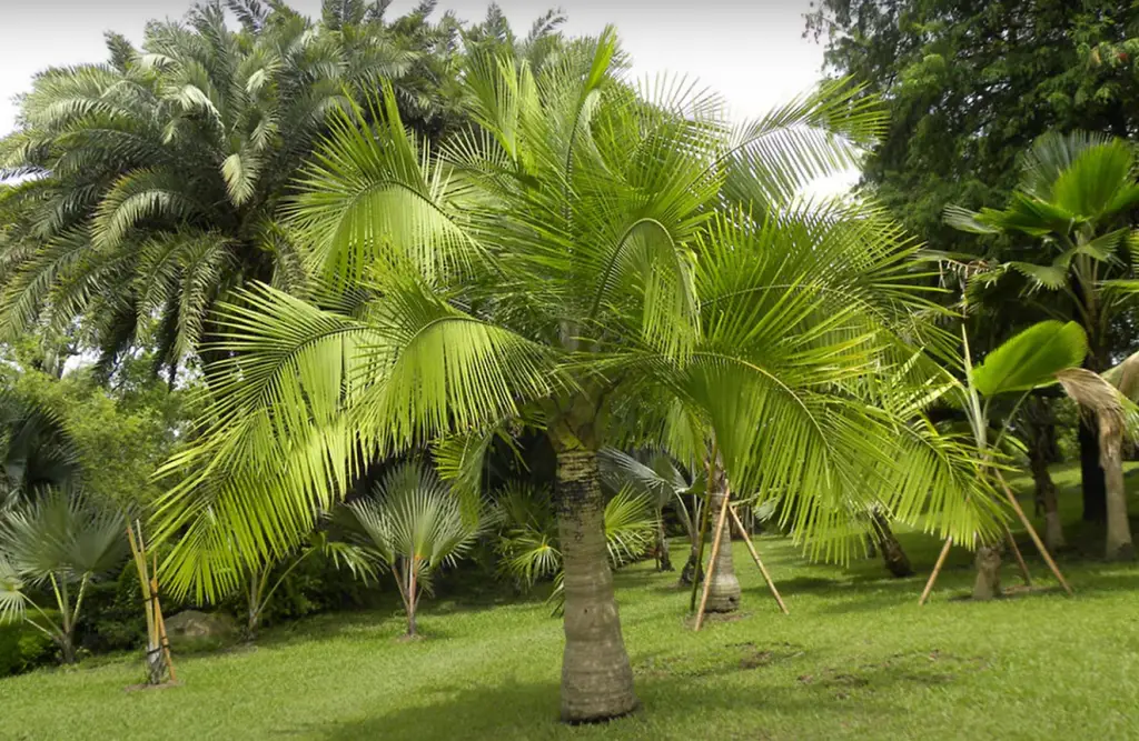 Trachycarpus Fortunei - Windmill Palm