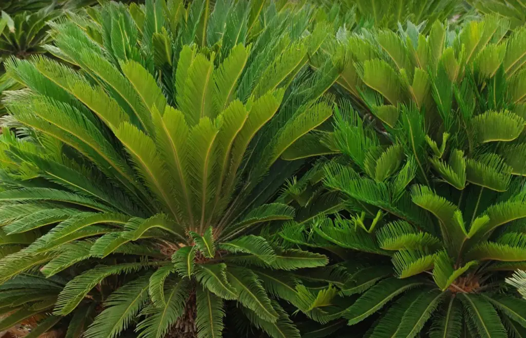 Bismarckia Nobilis - Bismarck Palm