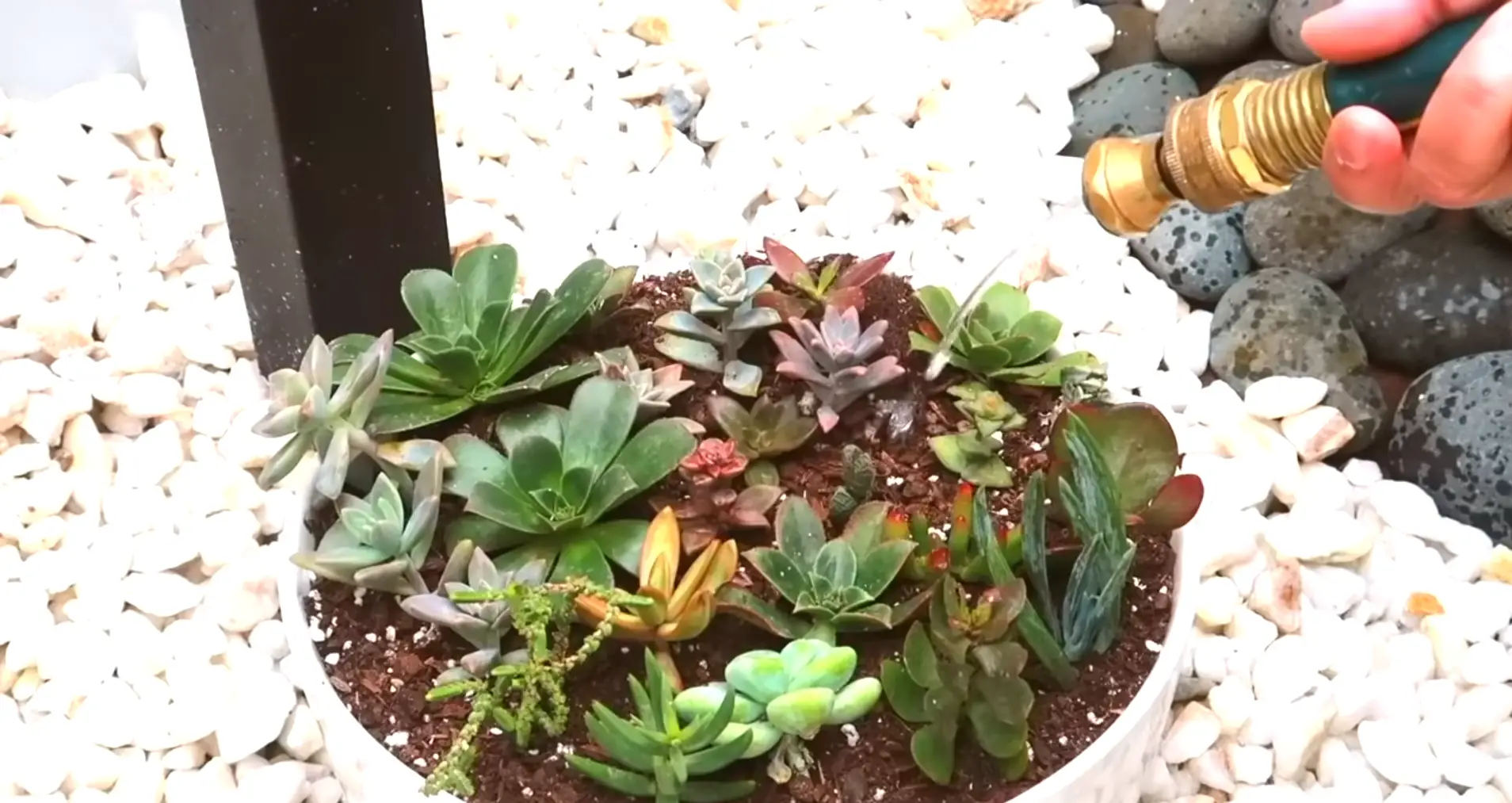 Tips to Take Care of Succulents