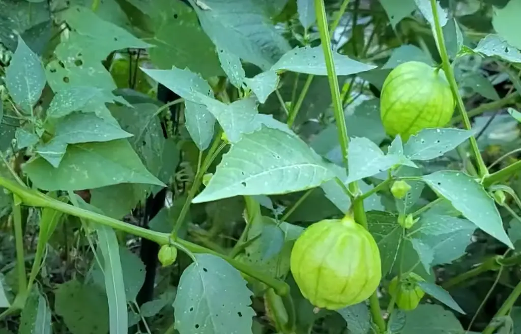 Can you plant two tomatillo plants together?