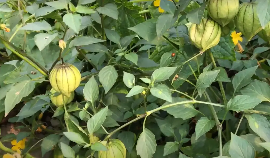 How to Remove Pests That Spoil Tomatillos?