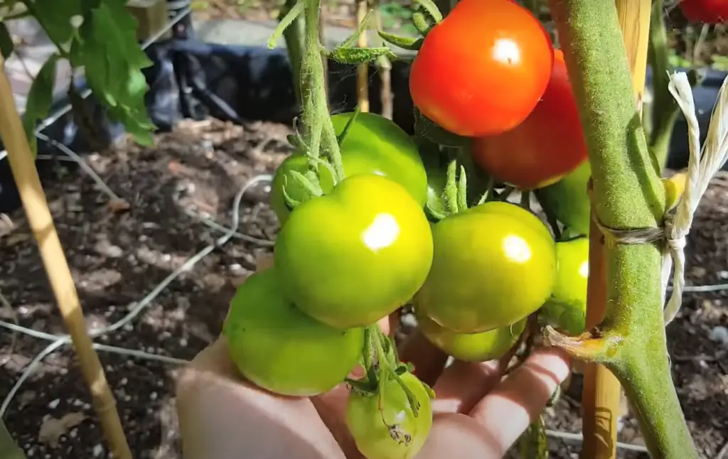 How Weather Can Impact When To Pick Tomatoes?
