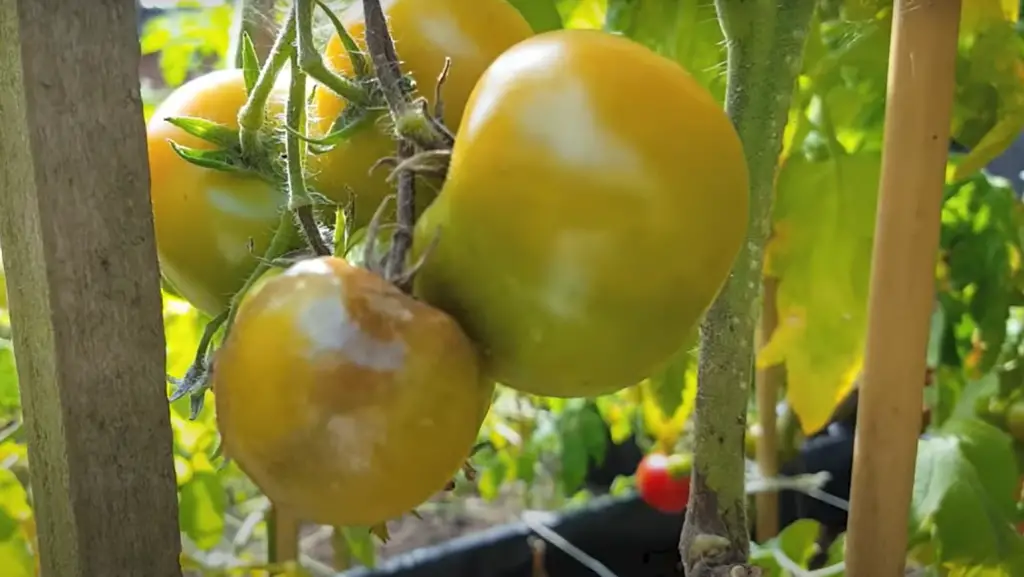 How Often To Pick Tomatoes?
