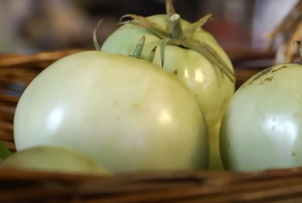 How To Determine The Tomato Ripeness?
