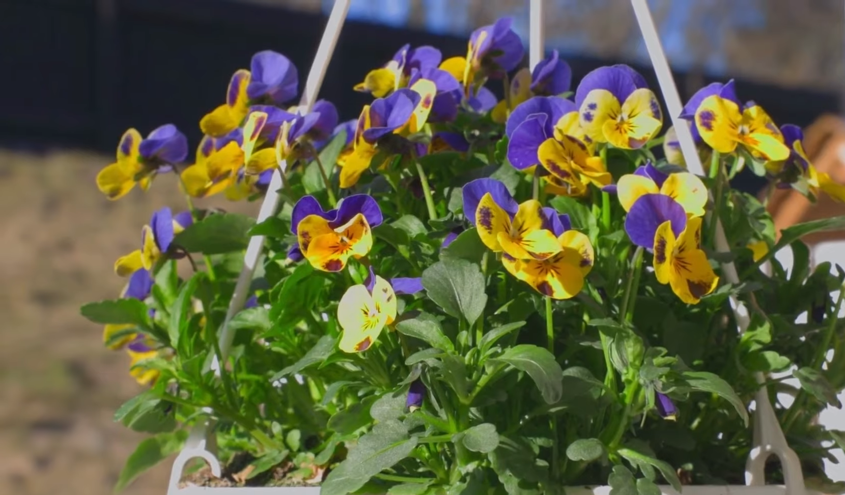 Top Plants for Hanging Baskets in Shade