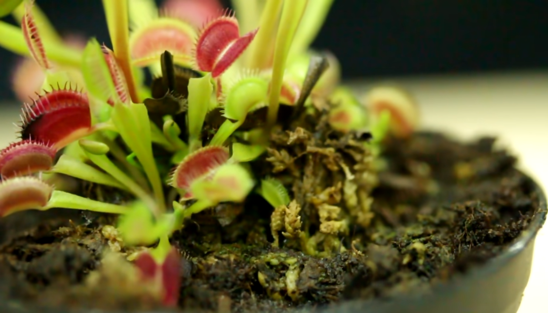 Venus Fly Traps