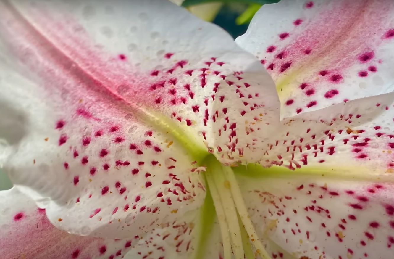 What Animals Eat Flowers in the Garden? GardenProfy