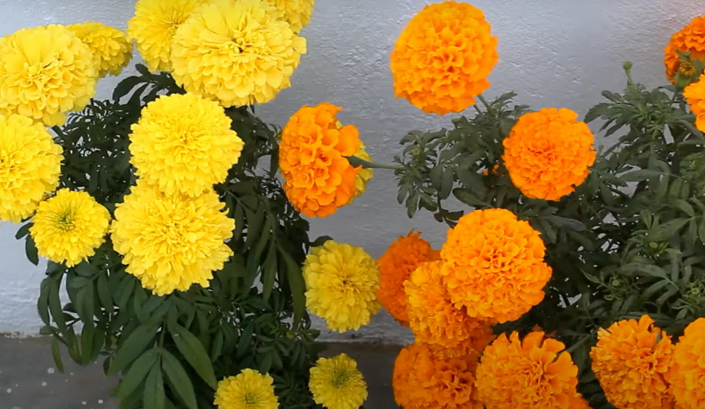 What Animals Eat Marigolds in the Garden? GardenProfy