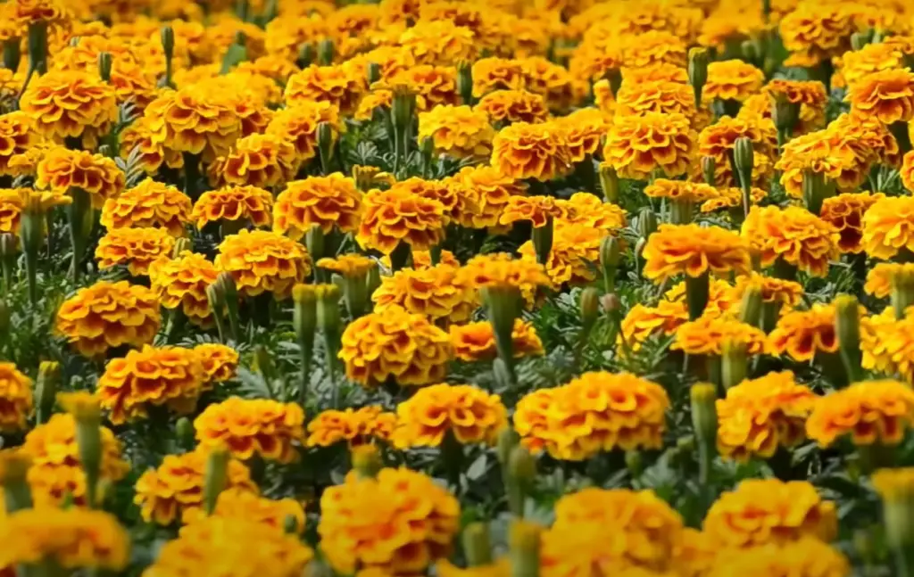 How to Stop Animals From Eating Marigolds