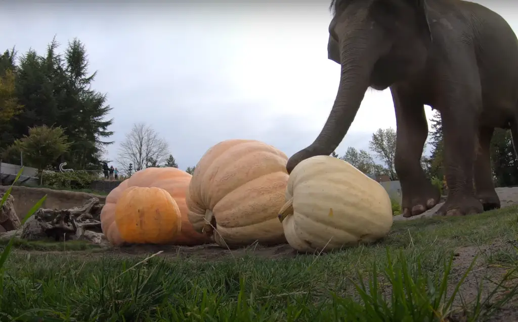 10 Effective Methods of Keeping Animals And Pests Away from Your Pumpkins
