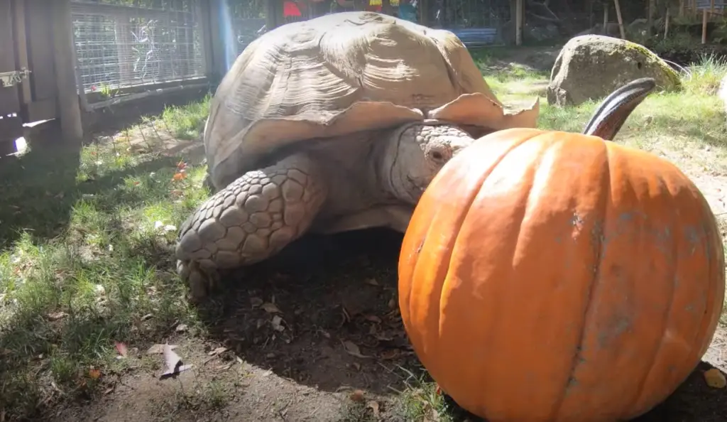 What animals can eat a whole pumpkin?