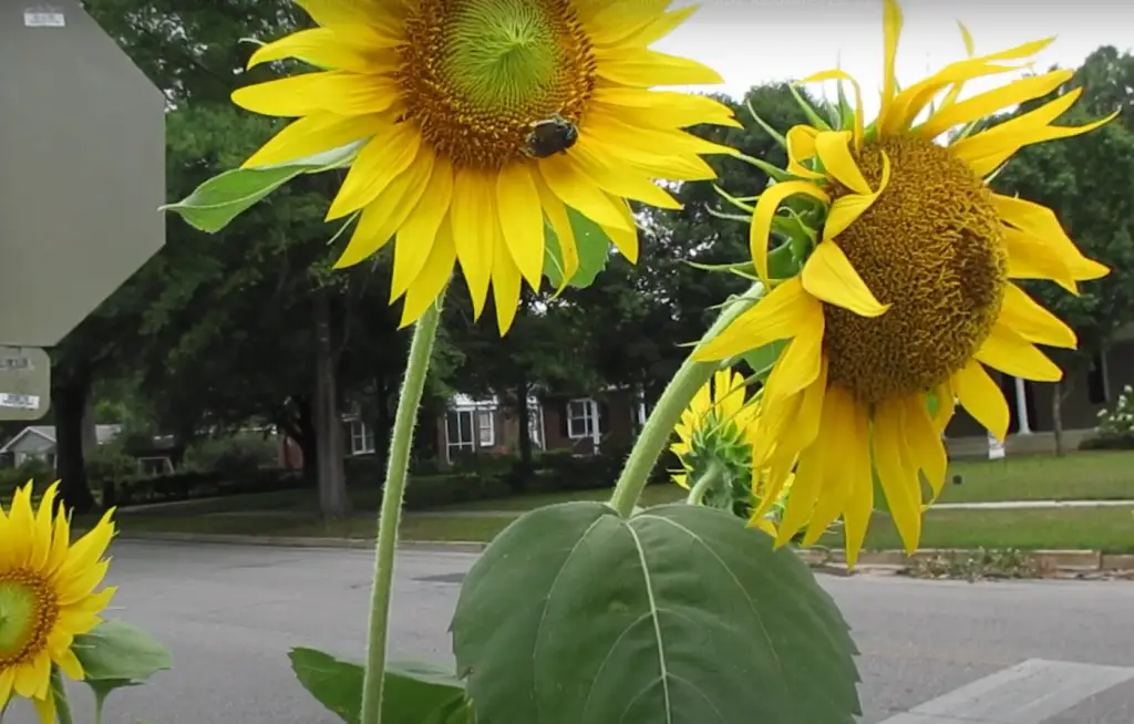 Are Sunflowers Hard to Grow?