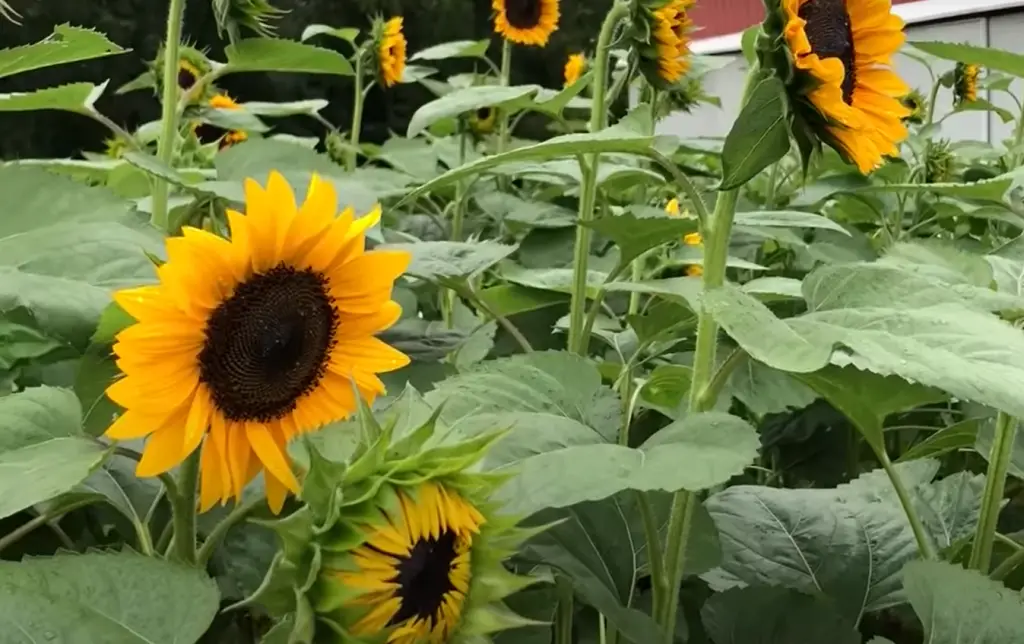 Why Do Animals Eat Sunflowers?