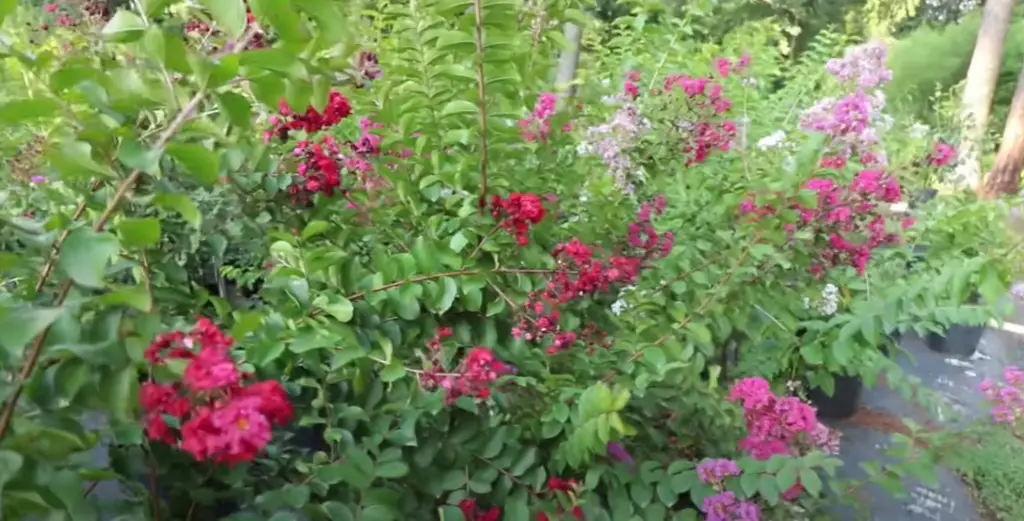What Diseases Can Crepe Myrtle Plants Have?